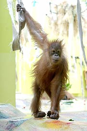 Orang Utans in Wohlfühl Umgebung (Foto: SSKM)